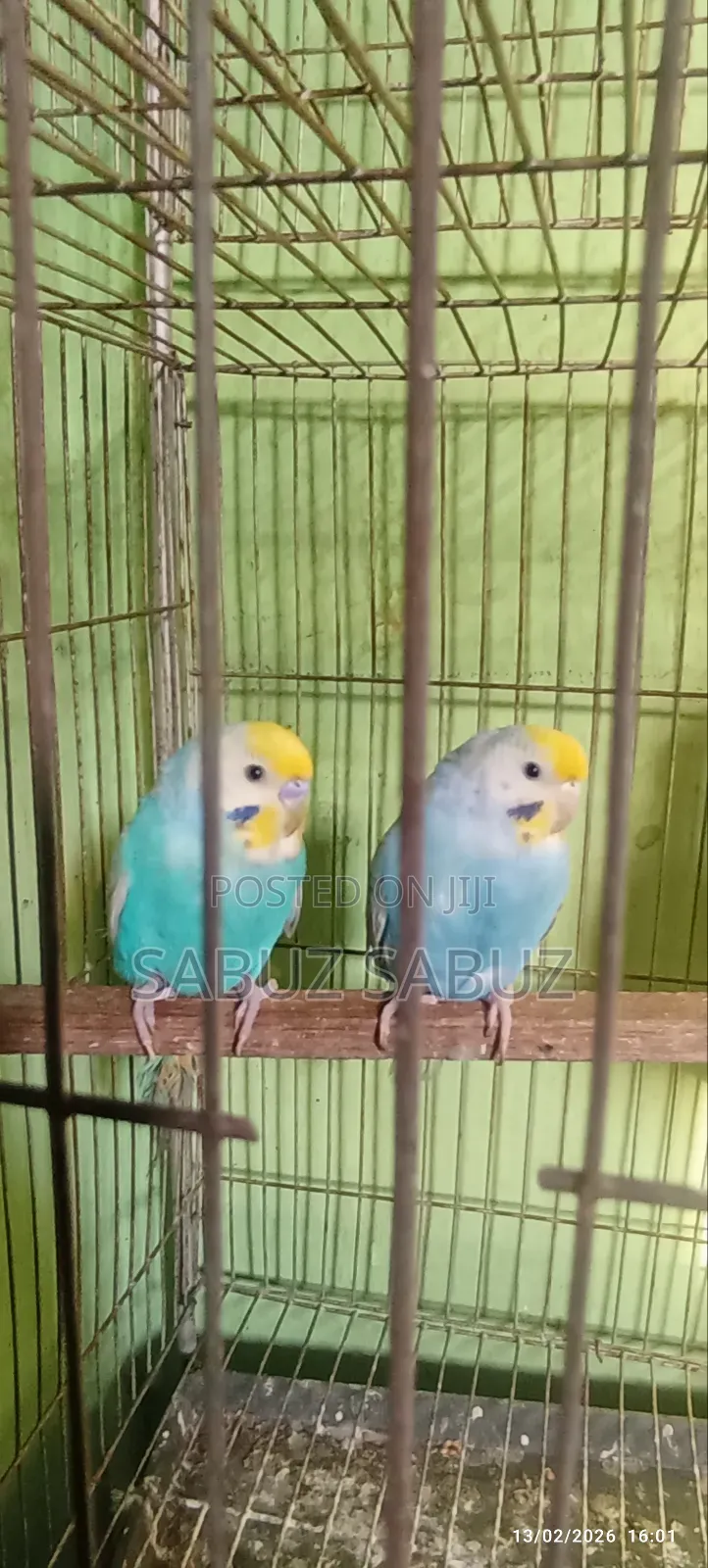 এক জোড়া রেমবো মাস্টার পেয়ার