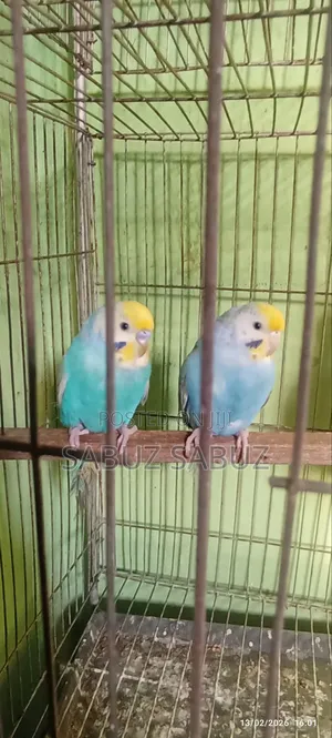 এক জোড়া রেমবো মাস্টার পেয়ার