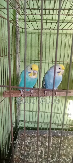 এক জোড়া রেমবো মাস্টার পেয়ার