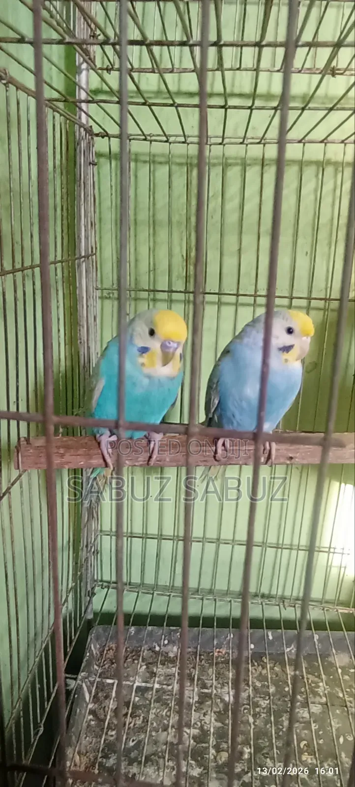 এক জোড়া রেমবো মাস্টার পেয়ার