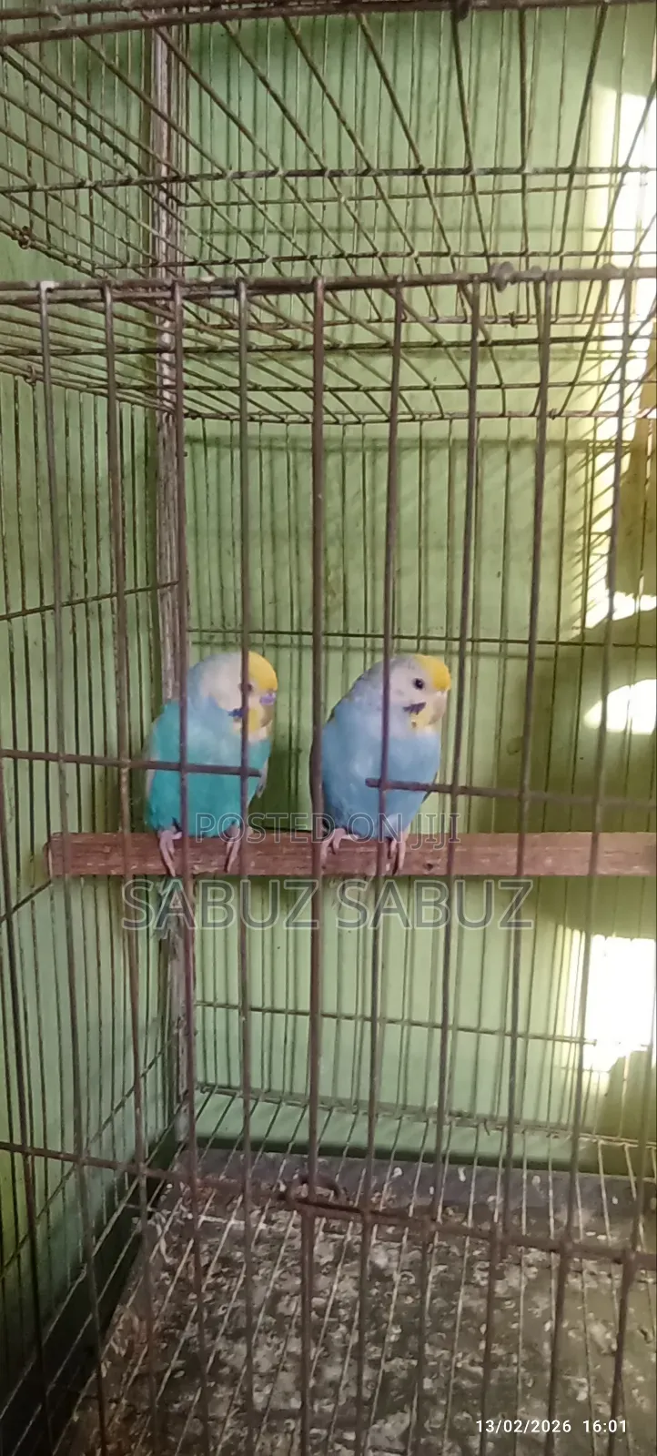 এক জোড়া রেমবো মাস্টার পেয়ার