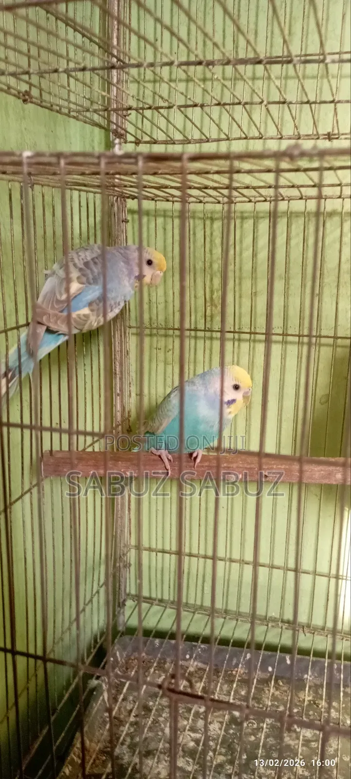 এক জোড়া রেমবো মাস্টার পেয়ার