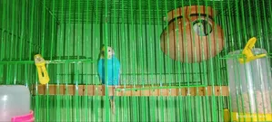 বাজিগর স্প্যান জেল মাস্টার পেয়ার