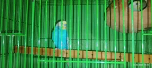 Bajigar Span Gel Master Pair