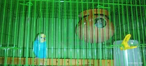 Bajigar Span Gel Master Pair
