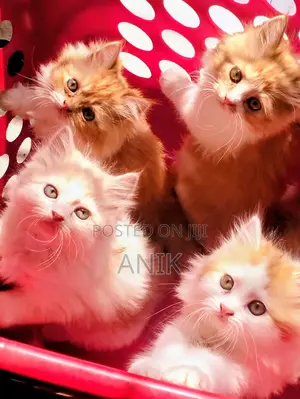 0-1 Month Male Purebred Persian