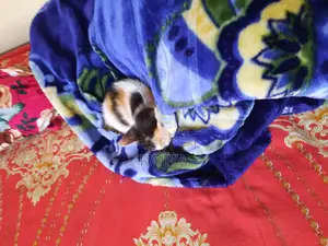 1-3 Months Female Mixed Breed Bengal