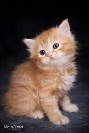 0-1 month Male Purebred Persian