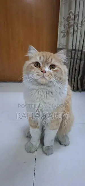 1+ Year Male Purebred Persian