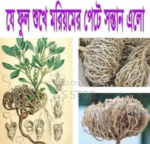 মরিয়ম ফুল মাঝারি আকার