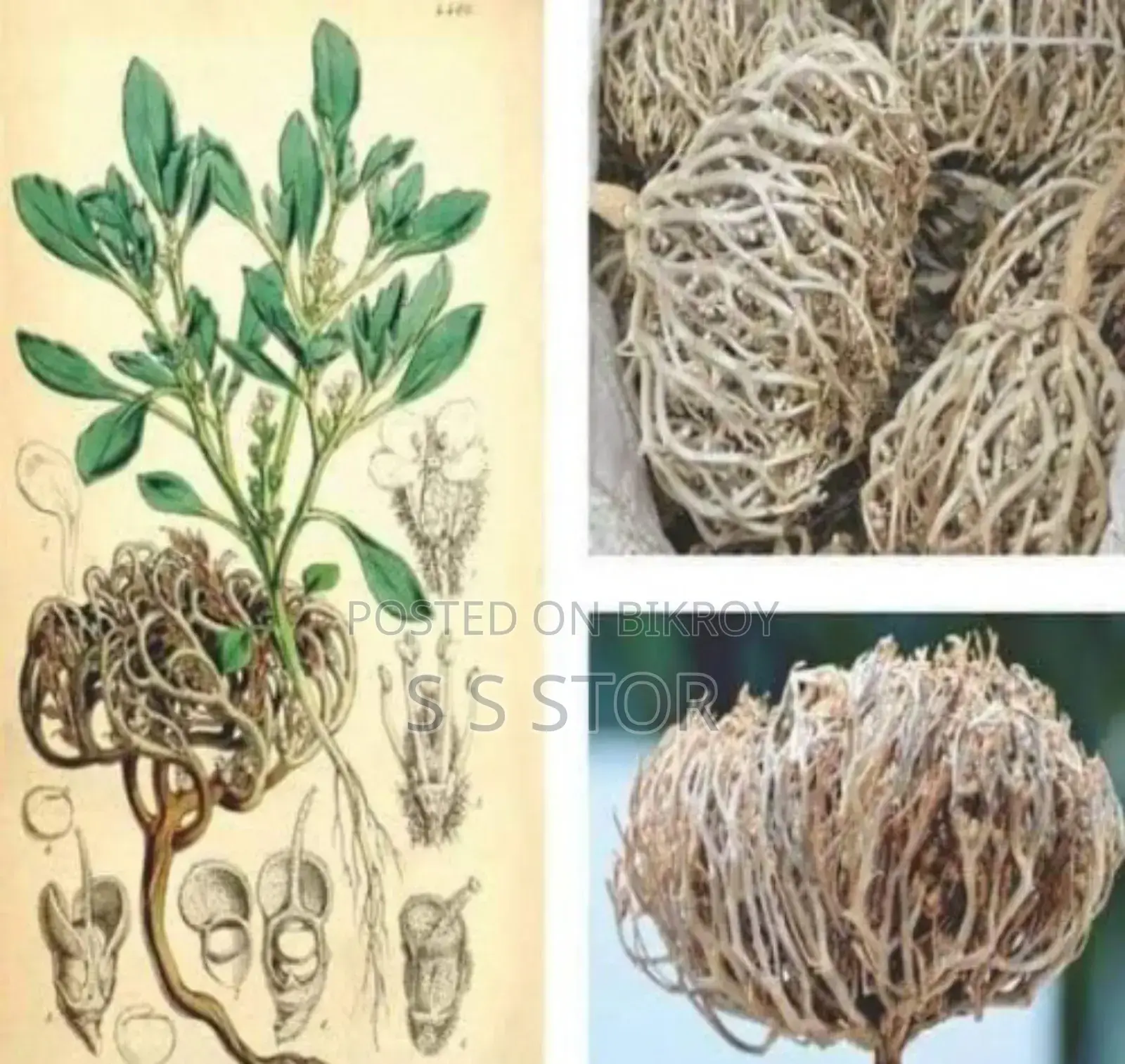 মরিয়ম ফুল মাঝারি আকার