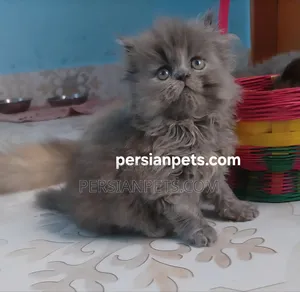 1-3 Months Female Purebred Persian