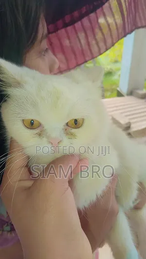 ১+ বছর বয়সী স্ত্রী মিশ্র জাতের বোম্বে