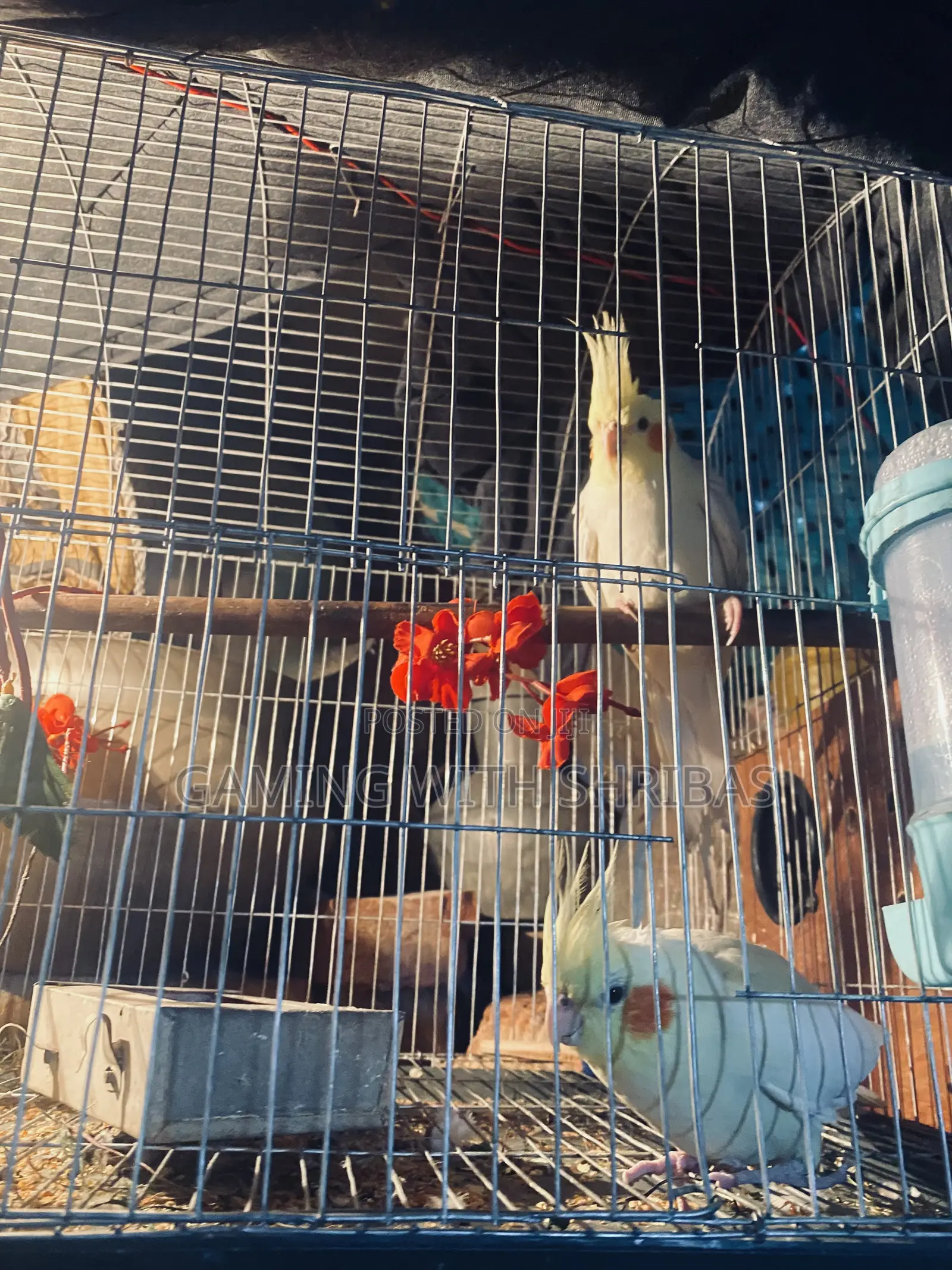Full Breeding Condition Bird Ready for Adult Eggs