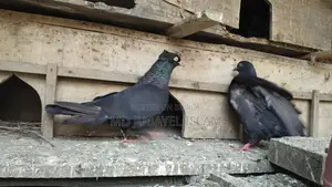 একজোড়া রানিং কালো গিরিবাজ কবুতর বিক্রি করা হবে