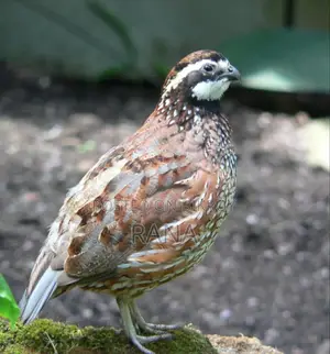 নর্দান বব হোয়াইট