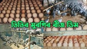 তিতির মুরগি বীজ ডিম