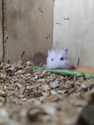 Roborovski Hamster (Hayatzoon)