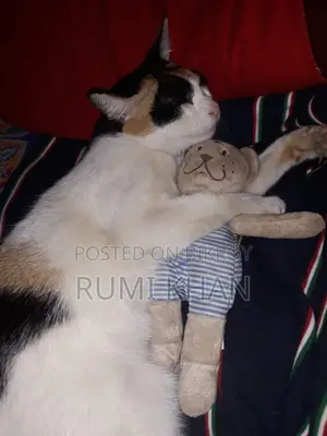 ১+ বছরের স্ত্রী বিশুদ্ধ বেঙ্গল