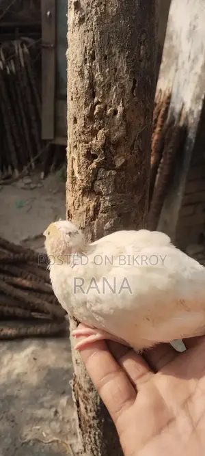 European White Giant Coturnix Quail