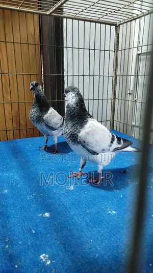 আফসান বেবি
