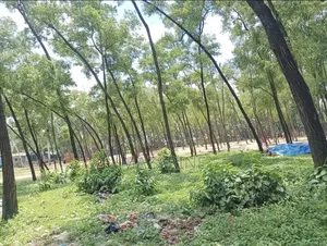 আকর্ষণীয় মুল্য জমি বিক্রি করা হবে