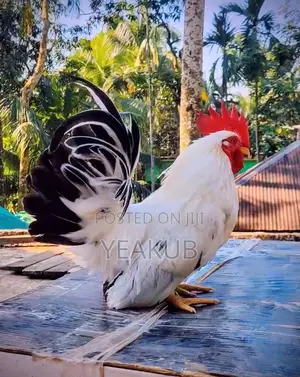 জাপানিজ বেন্থাম ব্লক টেল