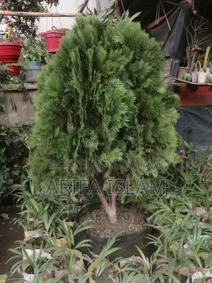 ৫ ফুট ঝাউ গাছ