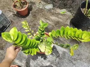 বিক্রির জন্য জিজি প্ল্যান্ট