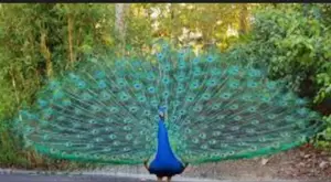 Peacock Bird