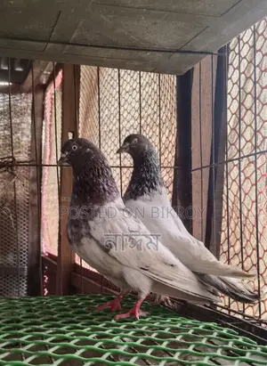 জিরা গলা রানিং কবুতর