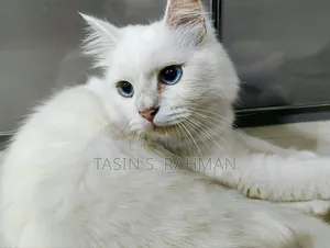1+ Year Male Purebred Persian
