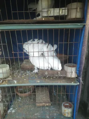 আমেরিকান ফ্যানটাইল
