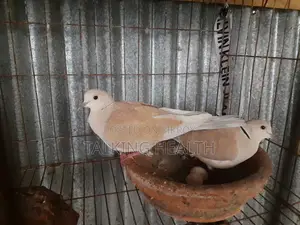 ইউরেশিয়ান কলার্ড ডোভ ১ জোড়া (নতুন অ্যাডাল্ট)