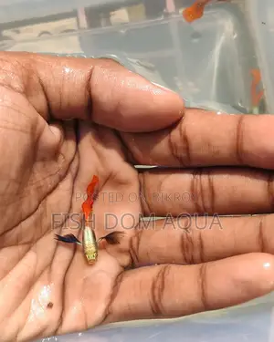 রেড টেইল প্ল্যাটিনাম ডাম্বো ইয়ার গাপ্পি, সাথে অ্যাকুরিয়ামের অন্যান্য মাছও পাওয়া যায়