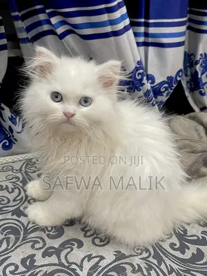 1-3 Months Female Purebred Persian