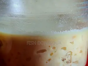 মাছের জীবন্ত খাবার