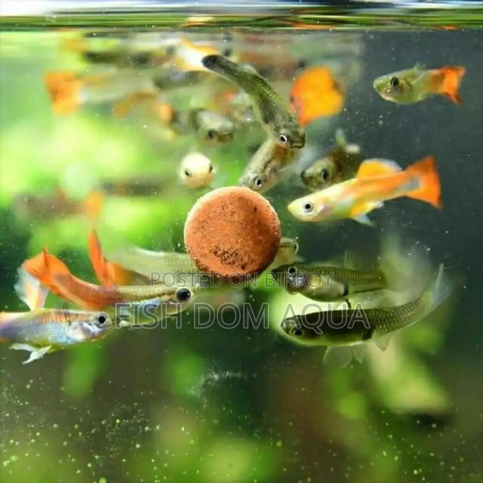 Brine Shrimp Tablet (Fish Food) 8tk Per Piece