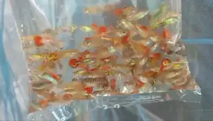 Fancy Mix Guppy