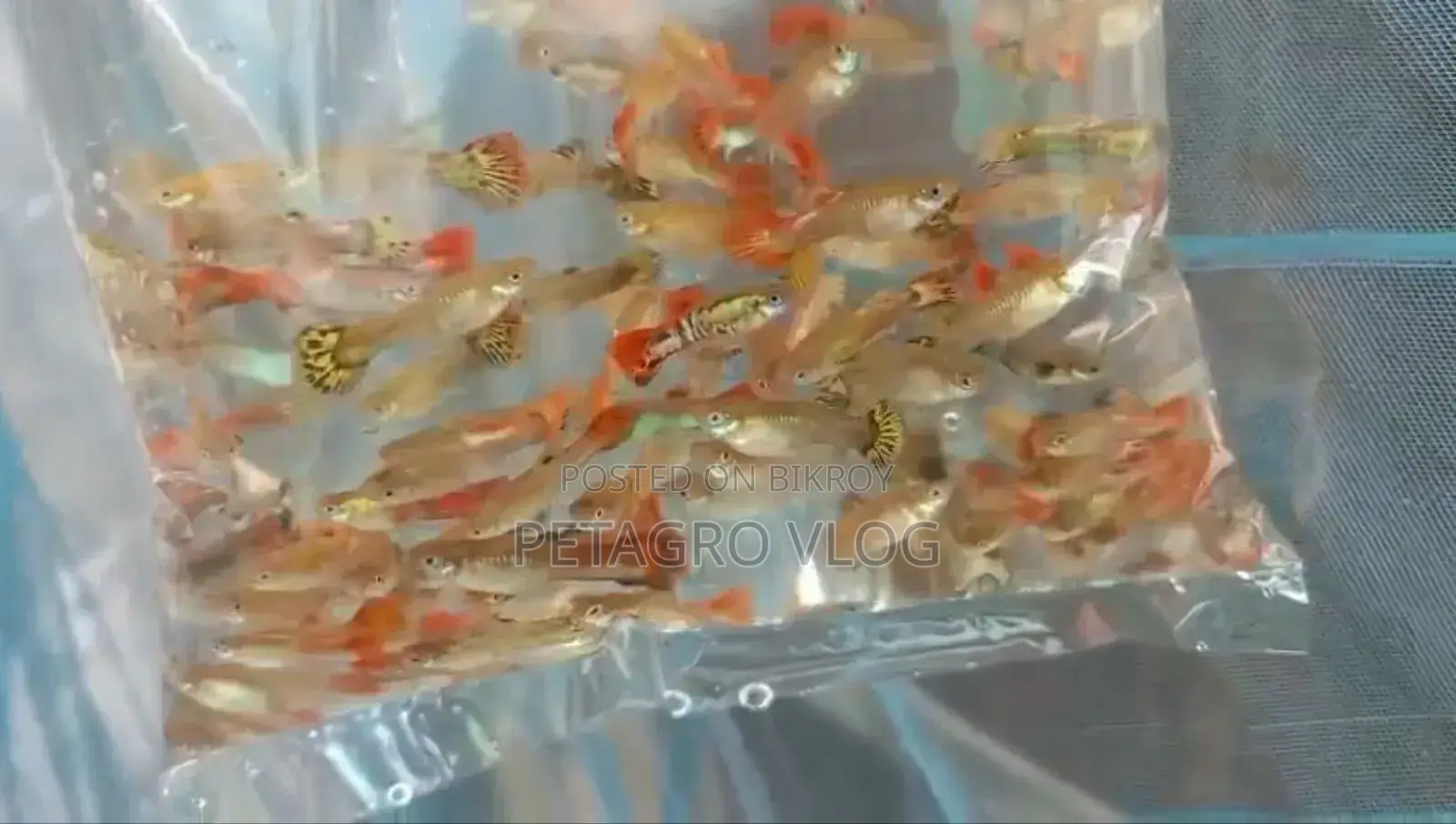 Fancy Mix Guppy
