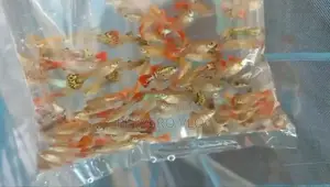 Fancy Mix Guppy