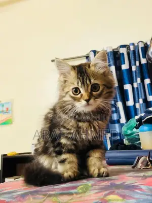 3-6 Months Male Mixed Breed Persian