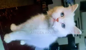 3-6 Months Male Purebred Persian