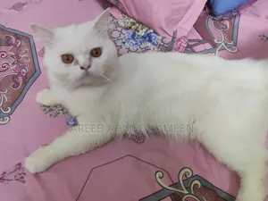 1+ Year Male Purebred Persian
