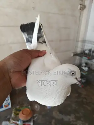 কালডম মেল
