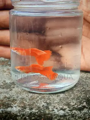 Albino Red Moscow Guppy