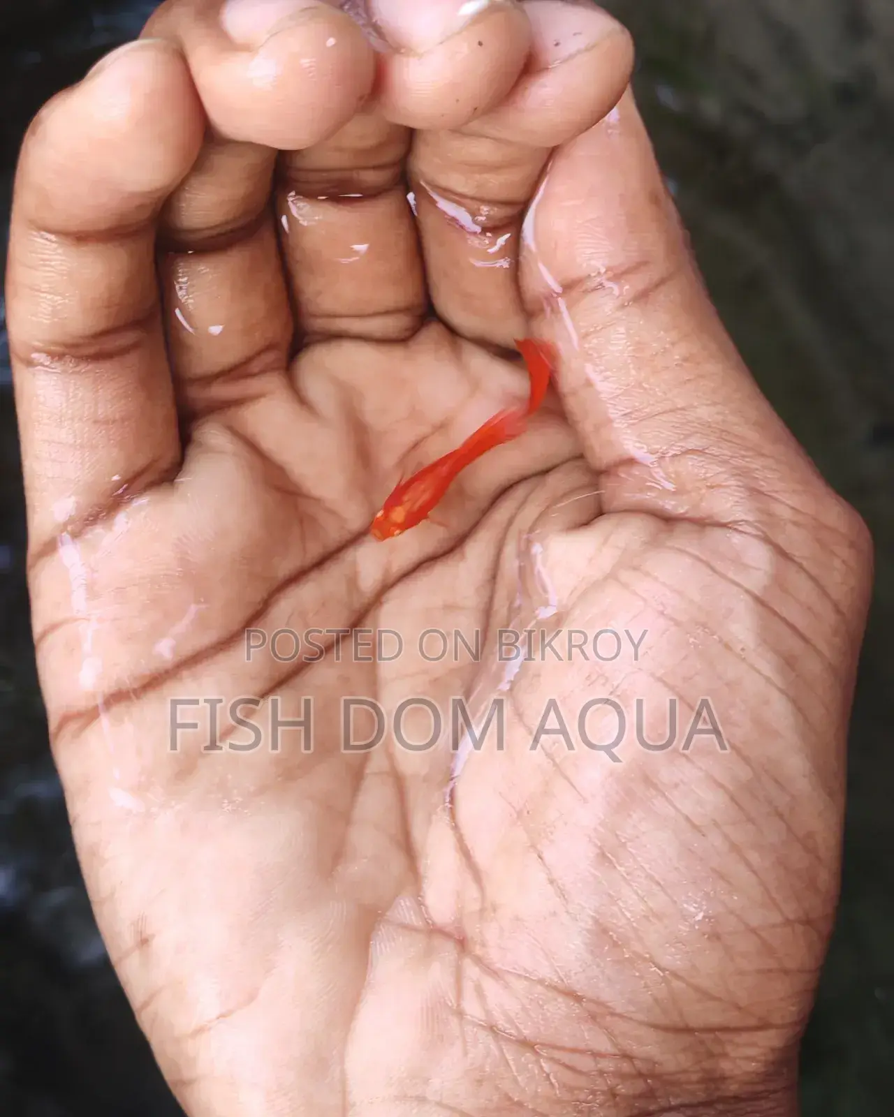 Albino Red Moscow Guppy
