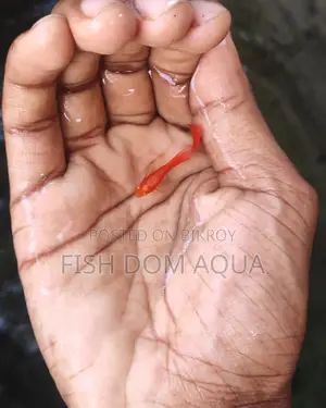 Albino Red Moscow Guppy