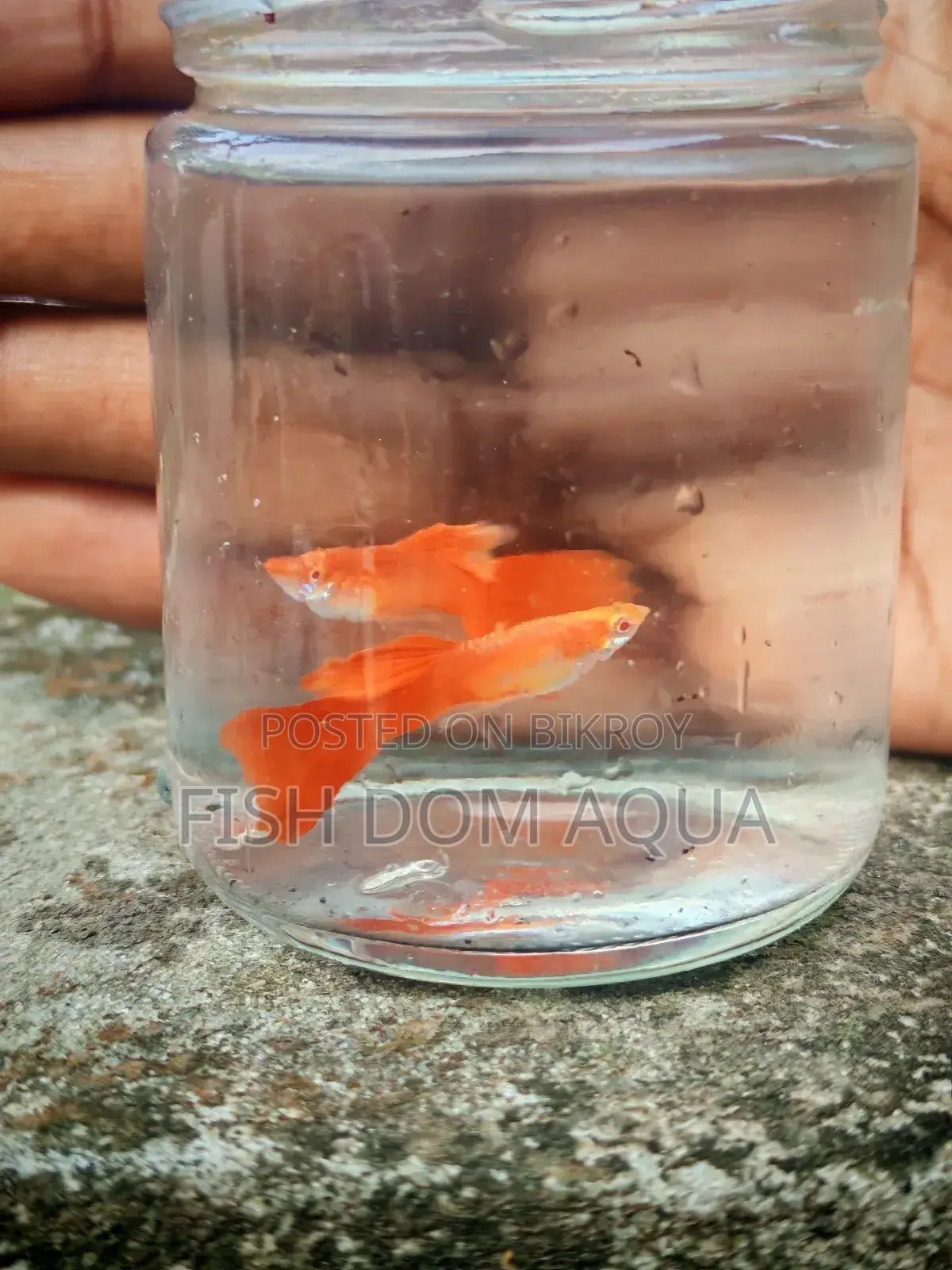 Albino Red Moscow Guppy