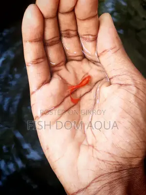Albino Red Moscow Guppy